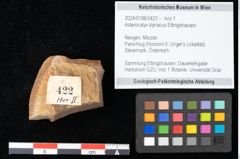 Foto (Objekt + Etikett) von Asterocalyx styriacus Ettingshausen (NHMW-GEO-2024-0188-0422)